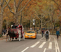 Central Park Bike Rental