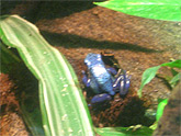 A blue frog in Central Park Zoo.