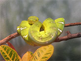 A green snake in Central park zoo.